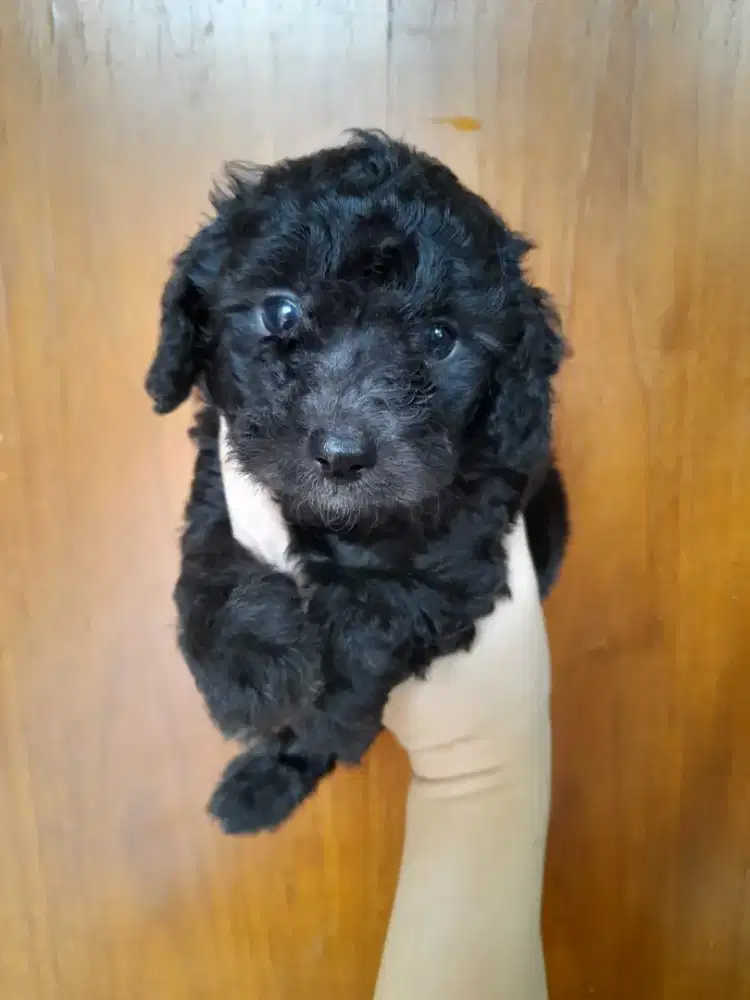 Silver toy poodle jantan