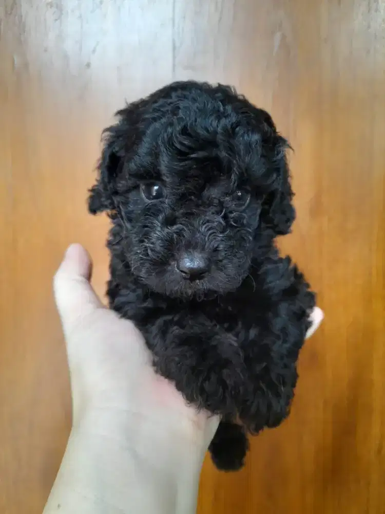 Black toy poodle jantan