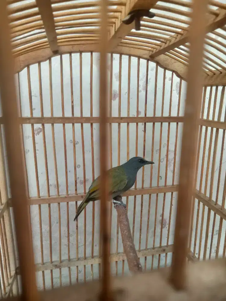 Burung cak kelabu