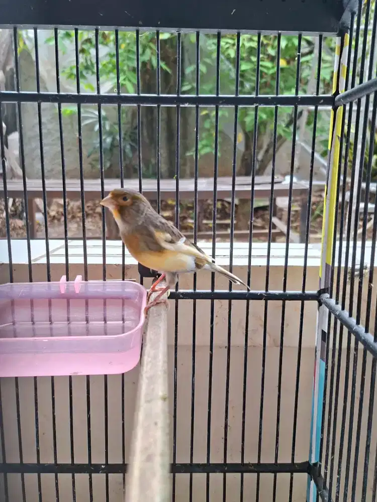 Burung Kenari Lokal