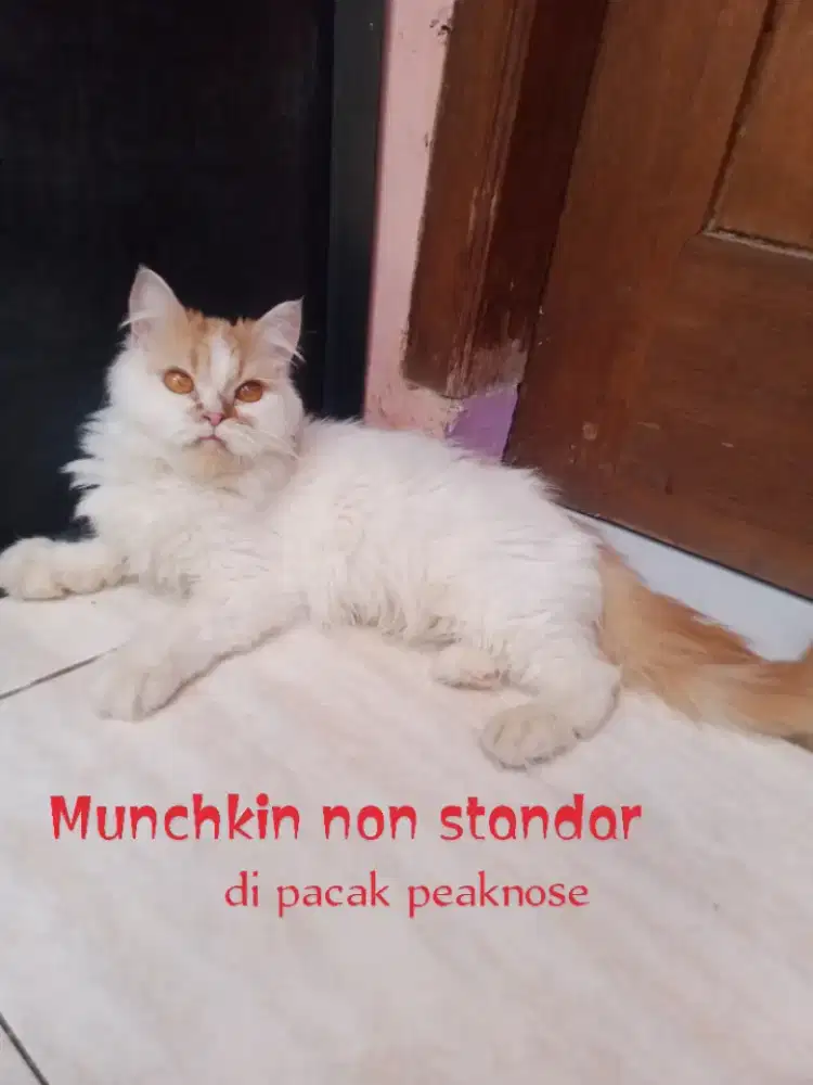 Kucing munchkin non standar