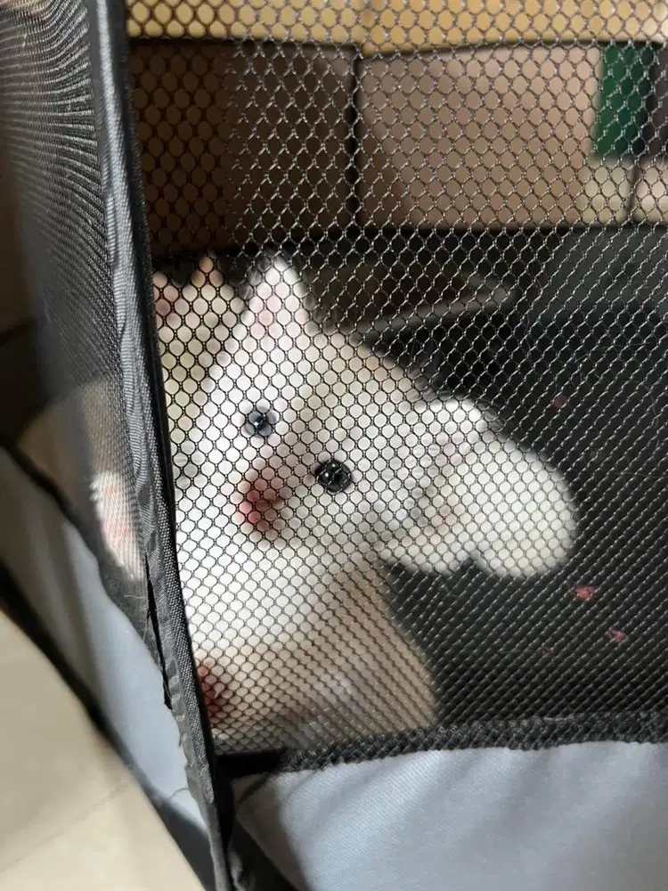 Kucing Persian X Dom ( 6 Kucing )