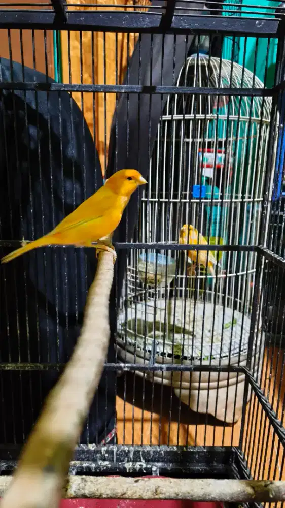 Kenari AF dan F1