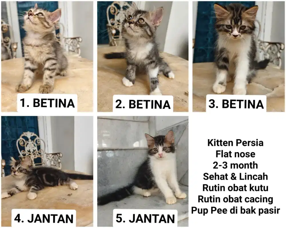 Kitten Persia 3 bulan
