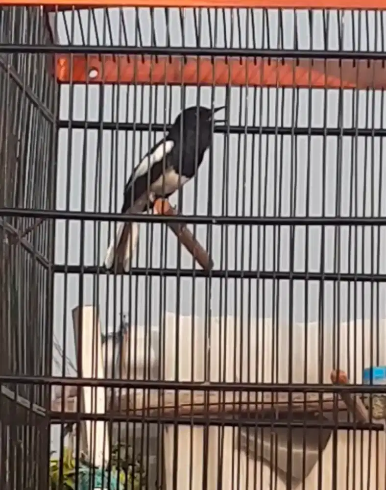 Kacer  mapan berisik pulset ebot no 1