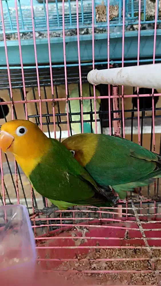 Lovebird Yellowface FC, siapan