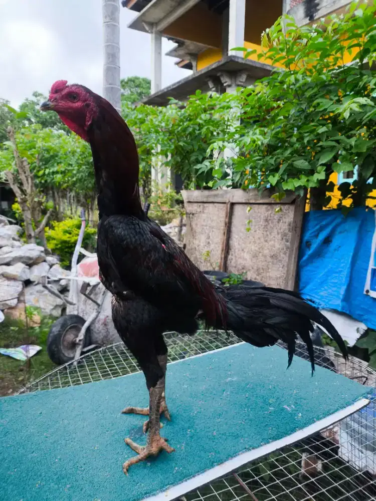Ayam Mangon muda