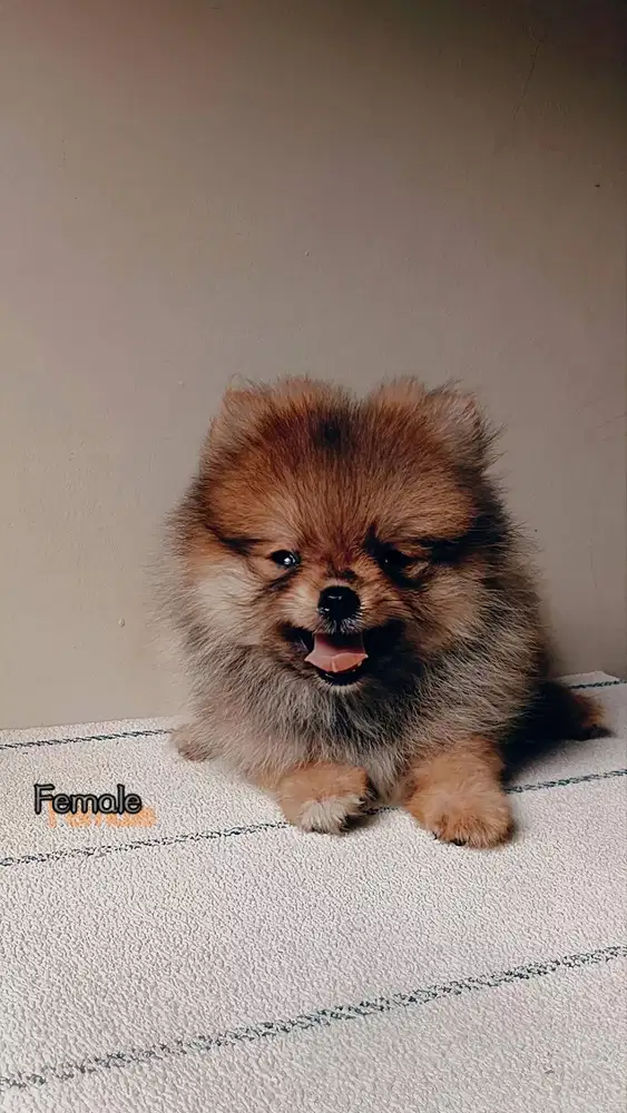 Minipom Pomeranian Stambom size supermini