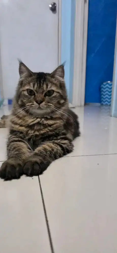 Kucing persia cewek