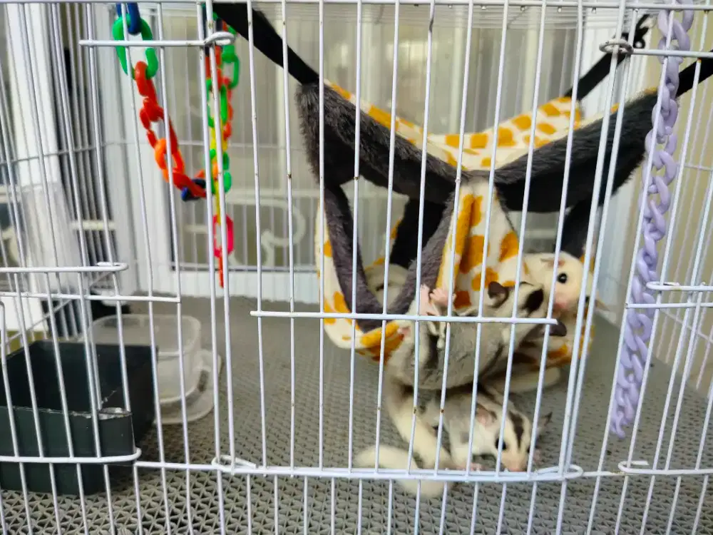5 Joey Sugar Glider Premium (Paket)