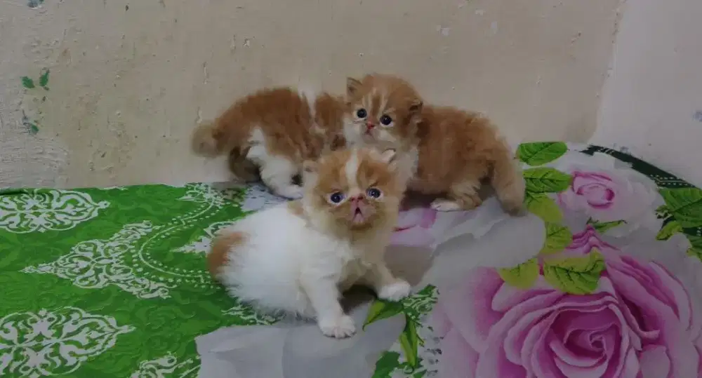 Peaknos borongan induk dan anak