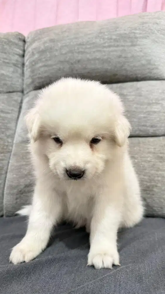 jual doggy golden x samoyed