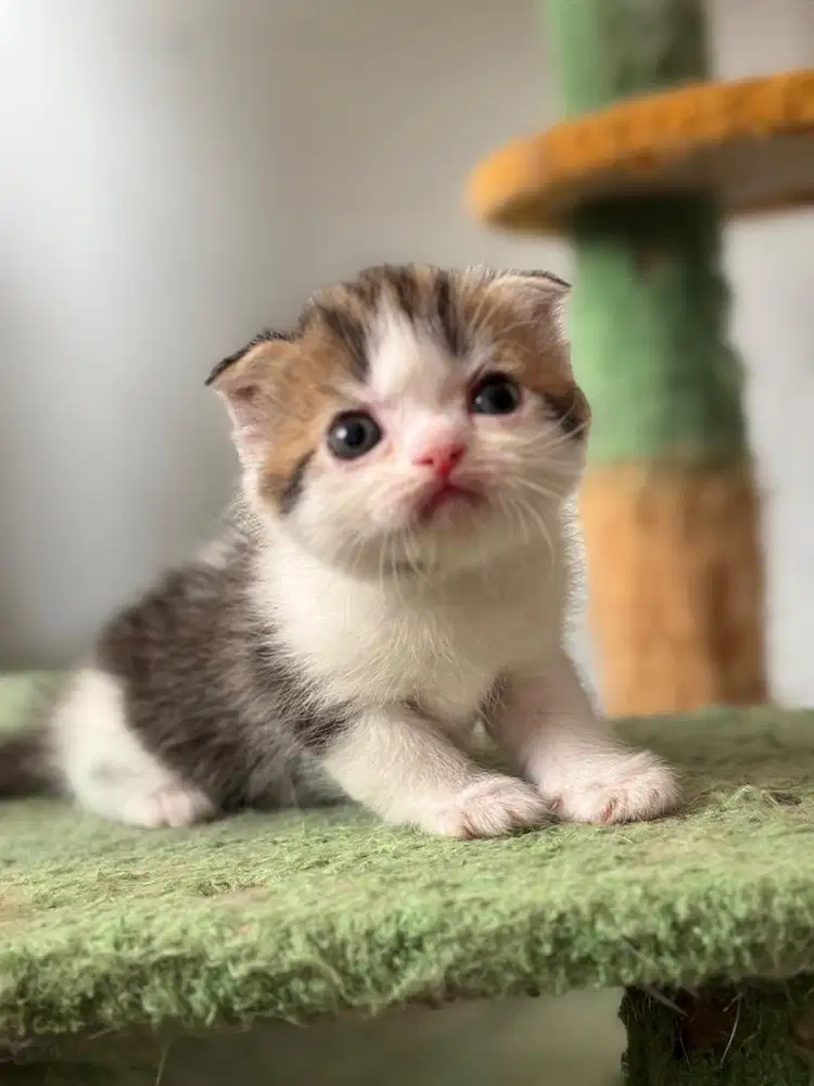 Kucing British Scottich Munchkin Kitten  - White Tabby