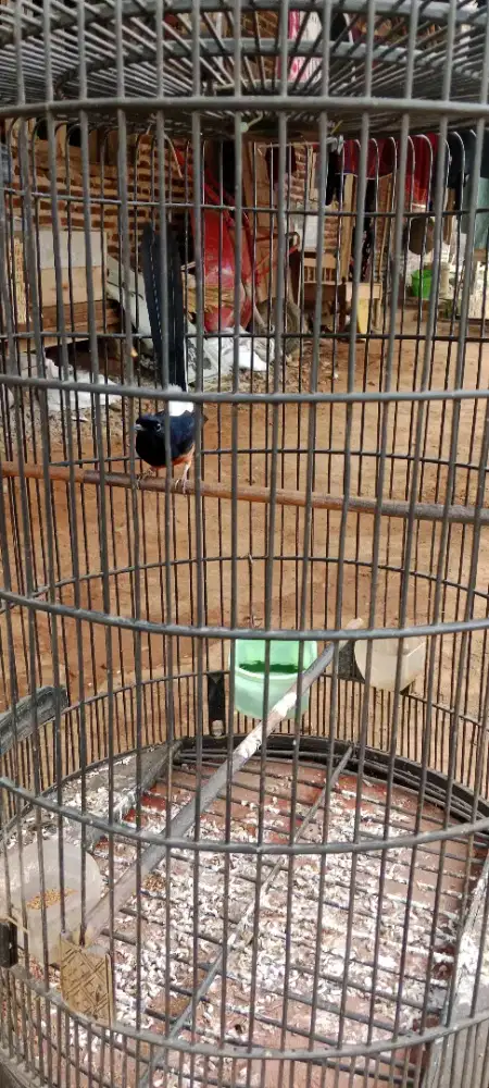 Murai batu F4( jantan&betina)