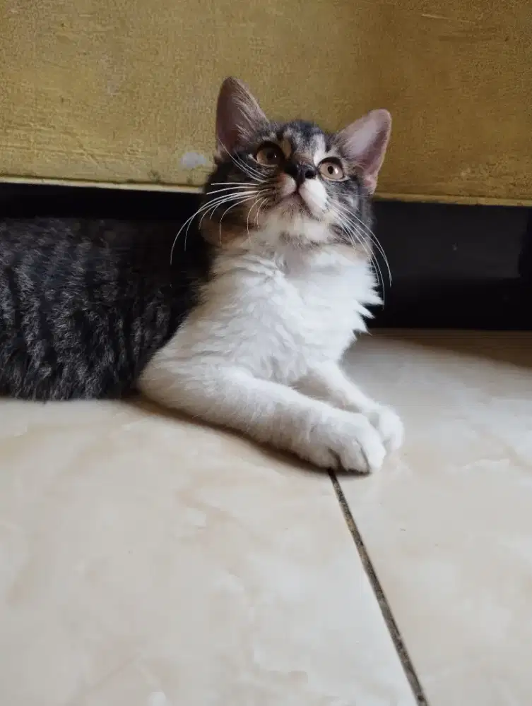 Kitten Usia 3 Bulan