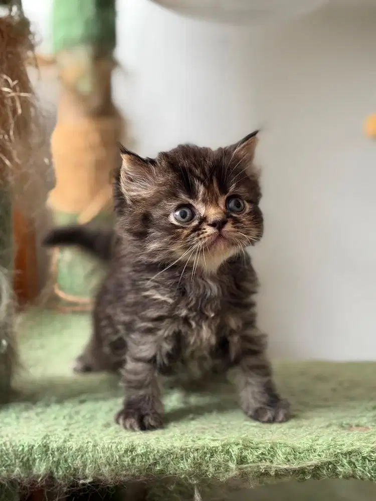 Kucing British Munchkin Kitten  - Black Tabby