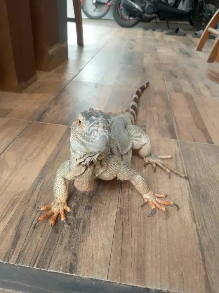 Iguana (Betina)