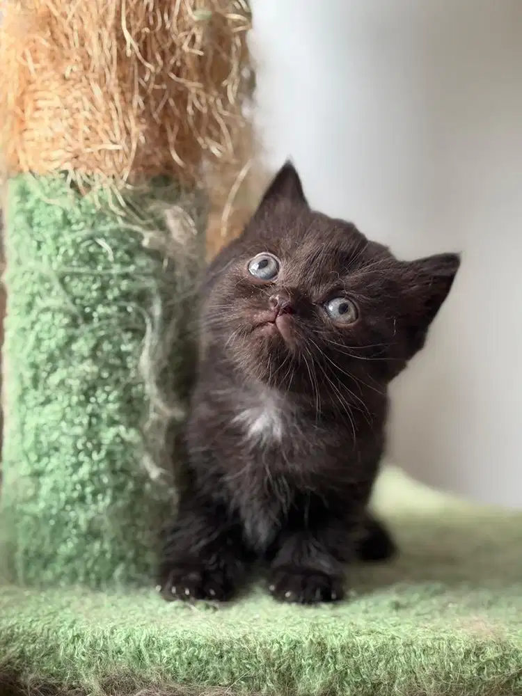 Kucing British Munchkin Kitten  - All Black
