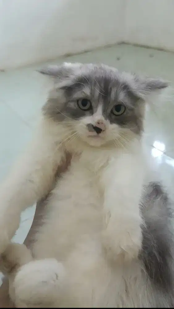 Kitten umur 2.5 bulan