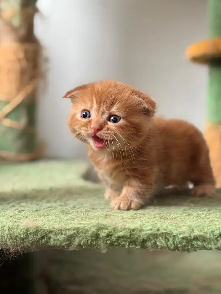 Munchkin BSH Scottish British Short Hair Kitten Anak Kucing Cebol