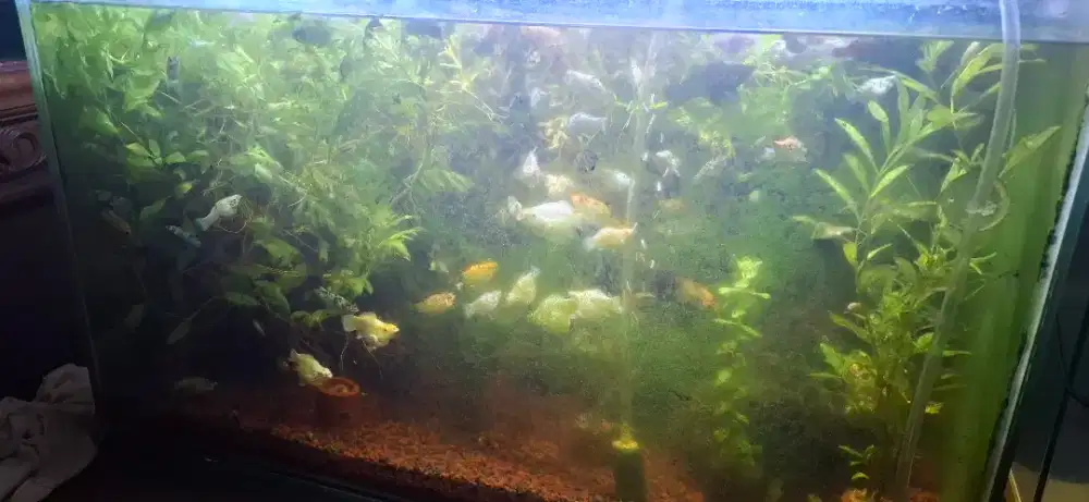 Jual Ikan Molly Indukan paket pasangan Fresh dan sehat, beranak terus.