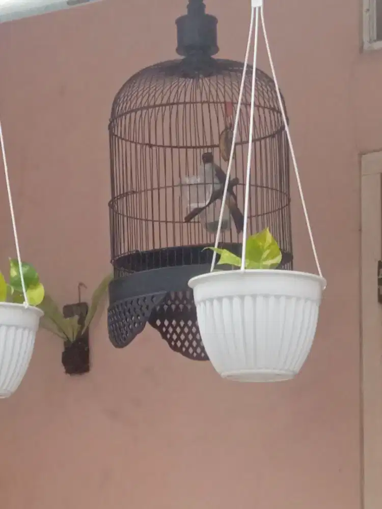 Burung kutilang