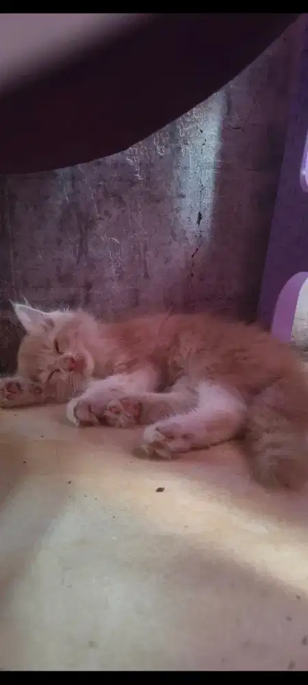 Di jual anak kucing anggora