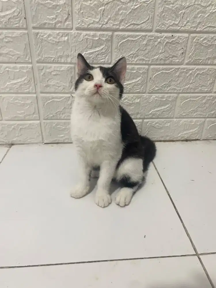 Bsh bico black kitten