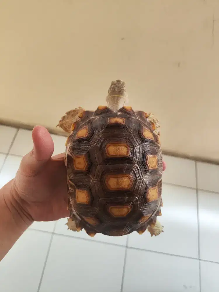 Sulcata Tiger 13cm
