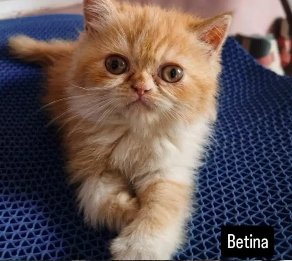 Kucing Ras Persia Flatnose