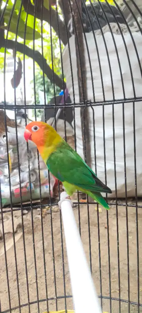 Lovebird Delute Nyasa jantan