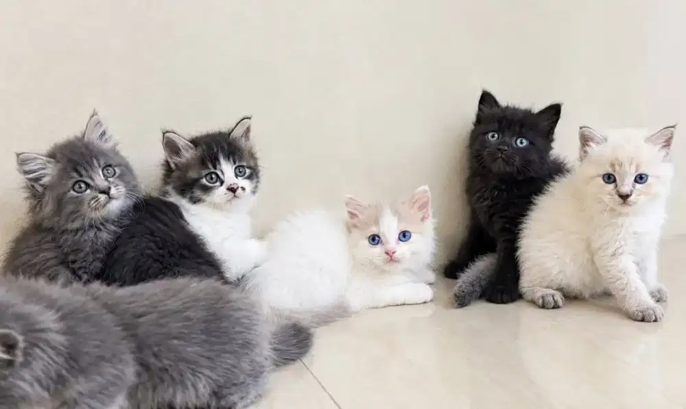 Persia, himayala dan ragdol