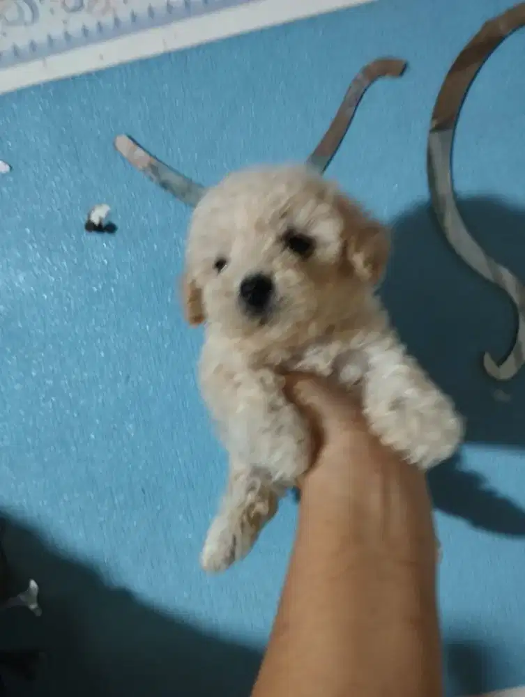 Poodle tiny aslii