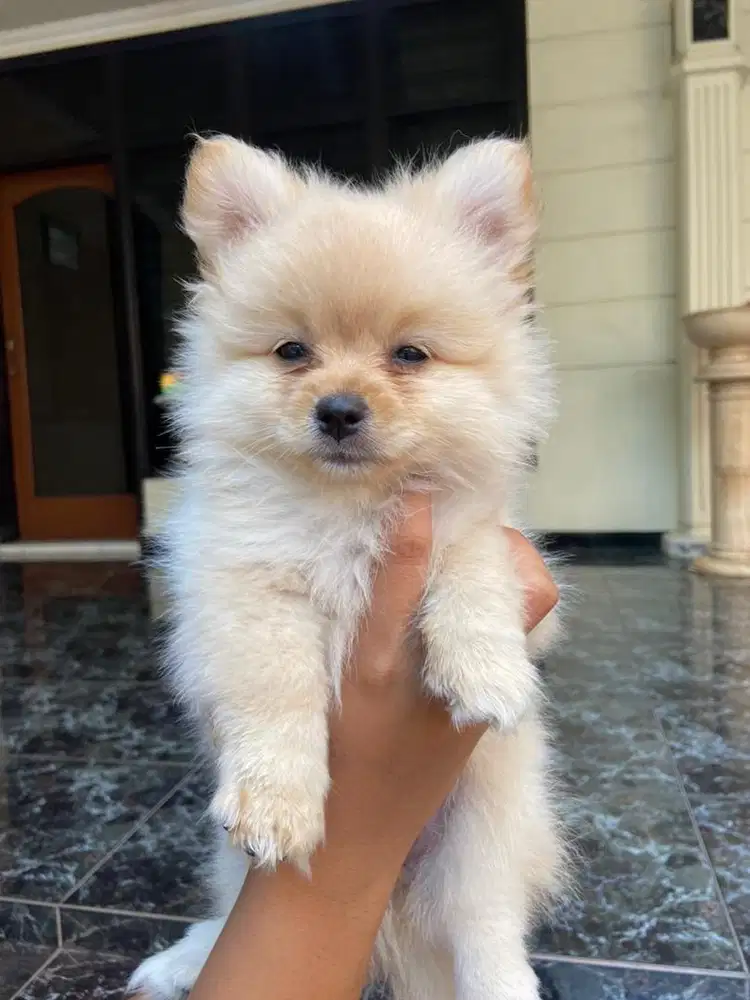 Anjing pom murah