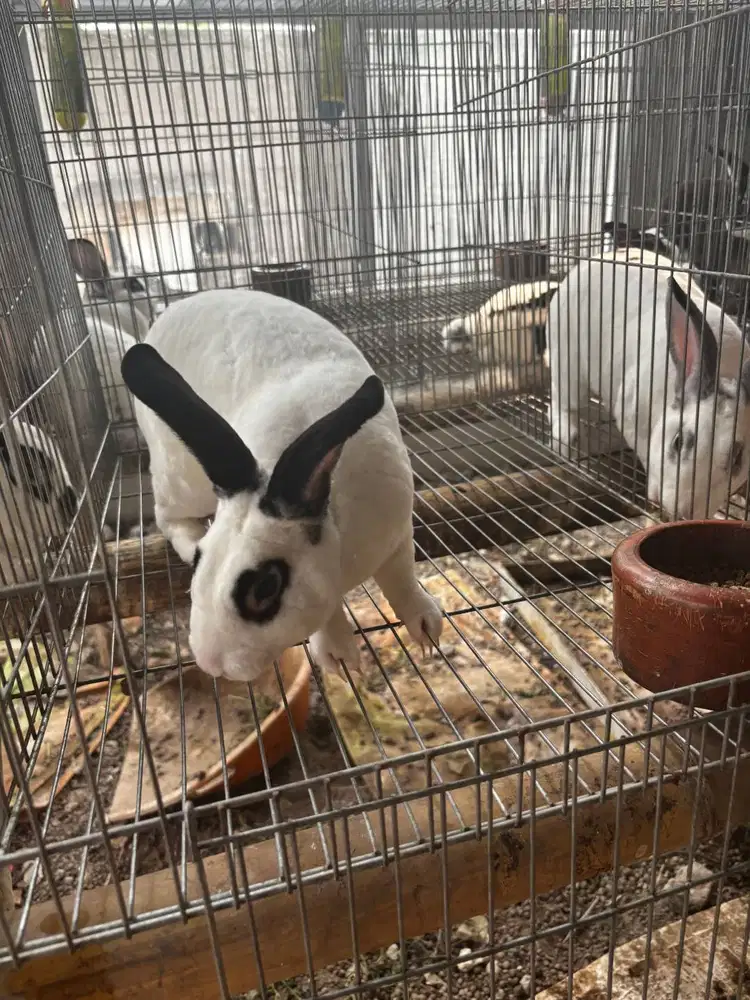 Open adopt REX umur 8-12 bulan murni tanpa kawin silang / purebreed