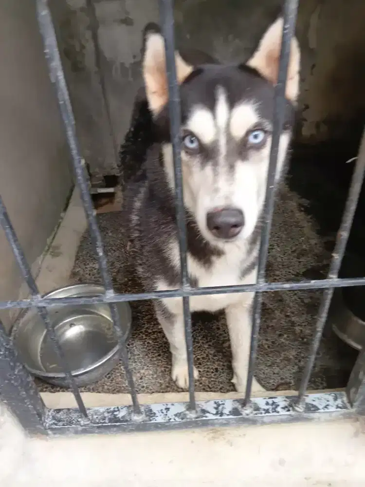 BAERMINAT ADOPSI HUSKY