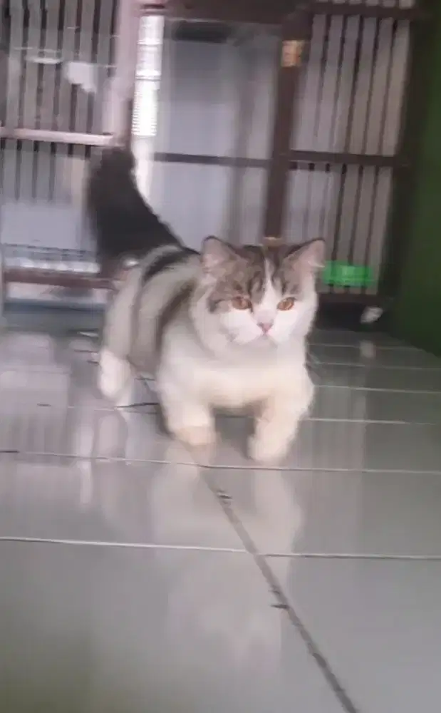 MUNCHKIN BSH BRITISH SHORTHAIR SF SCOTTISH FOLD RAGDOLL EXO PEAKNOSE