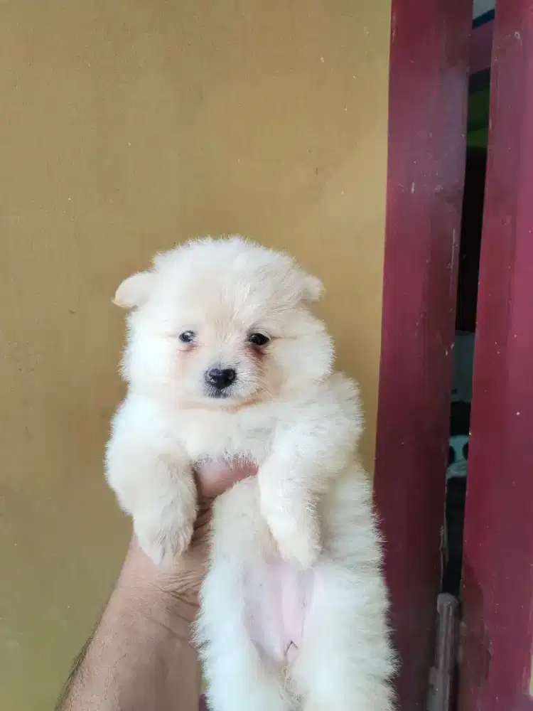 3 ekor minipom putih.