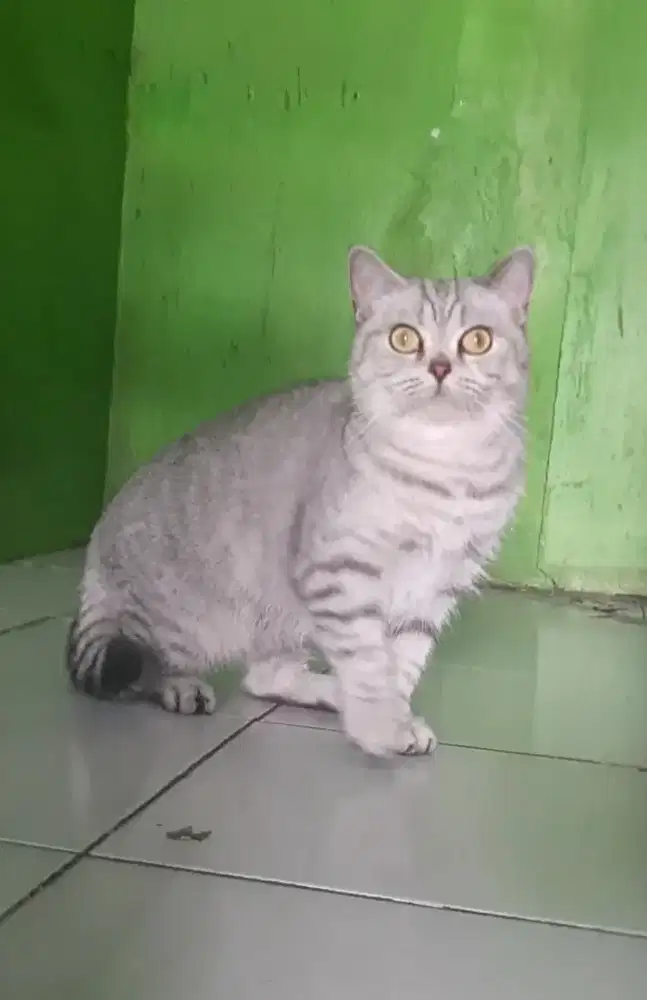 BSH BRITISH SHORTHAIR SF SCOTTISH FOLD MUNCHKIN RAGDOLL PEAKNOSE EXO