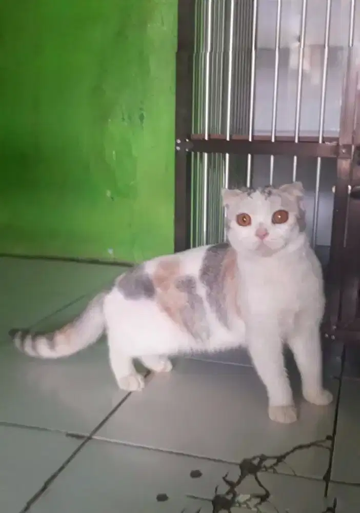 SF SCOTTISH FOLD BSH BRITISH SHORTHAIR MUNCHKIN RAGDOLL PEAKNOSE EXO