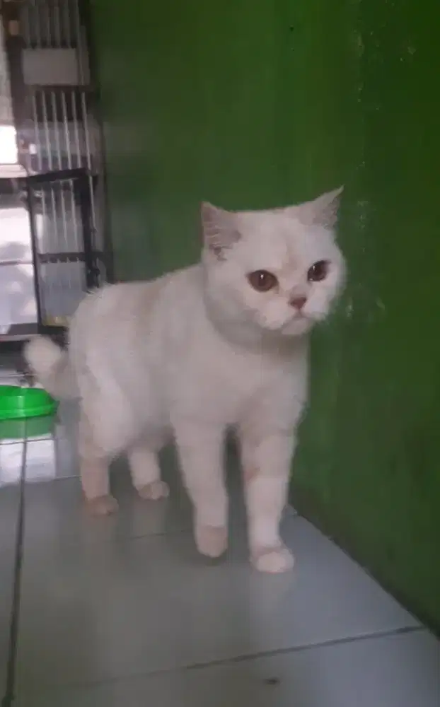 BSH BRITISH SHORTHAIR SF SCOTTISH FOLD MUNCHKIN RAGDOLL PEAKNOSE EXO