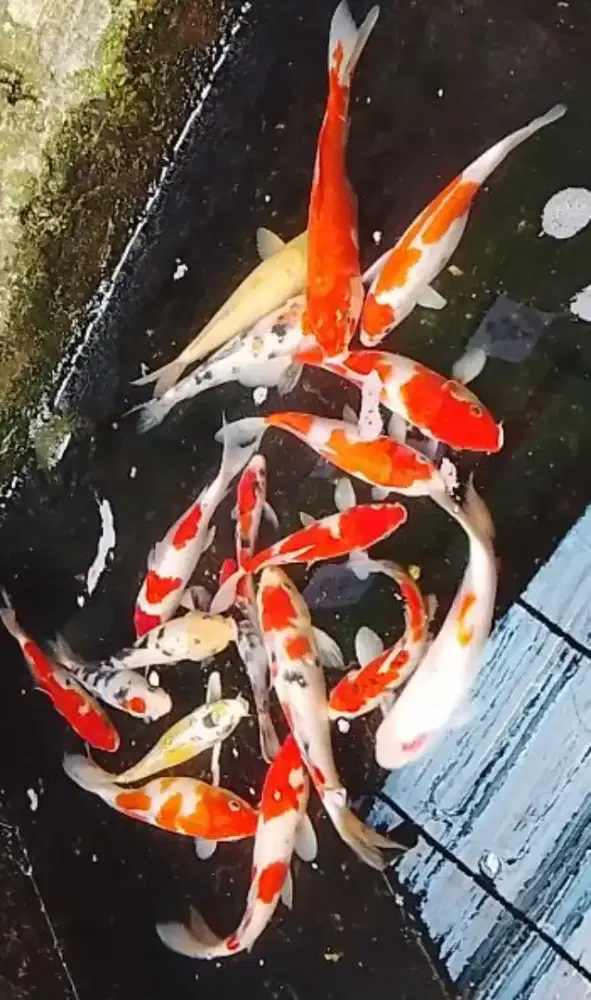 Jual Koi ukuran 22-25 cm