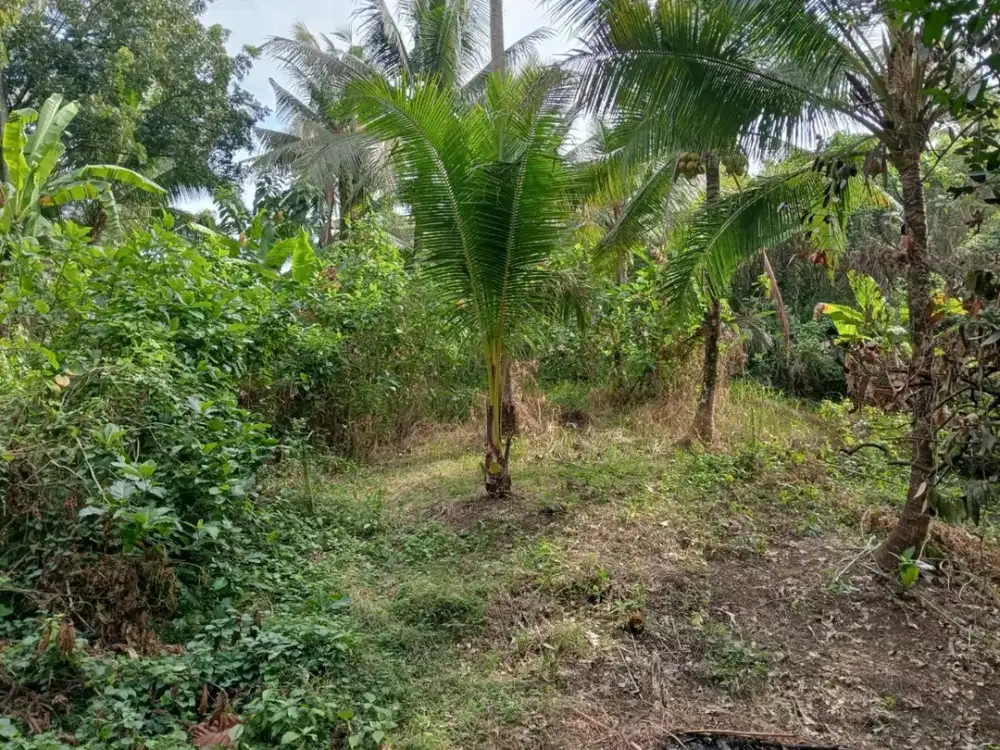 Dijual Tanah Luas Besar Dekat dengan Fasilitas Umum dan Pantai