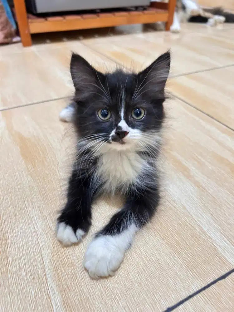 Kucing kitten persia
