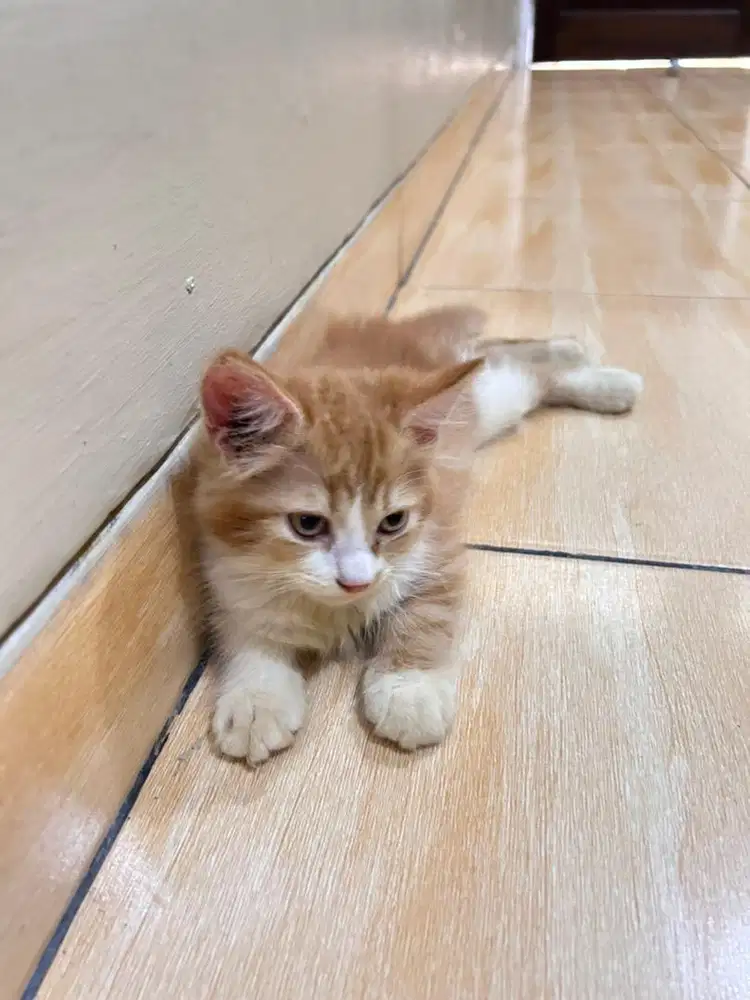 Kucing kitten persia