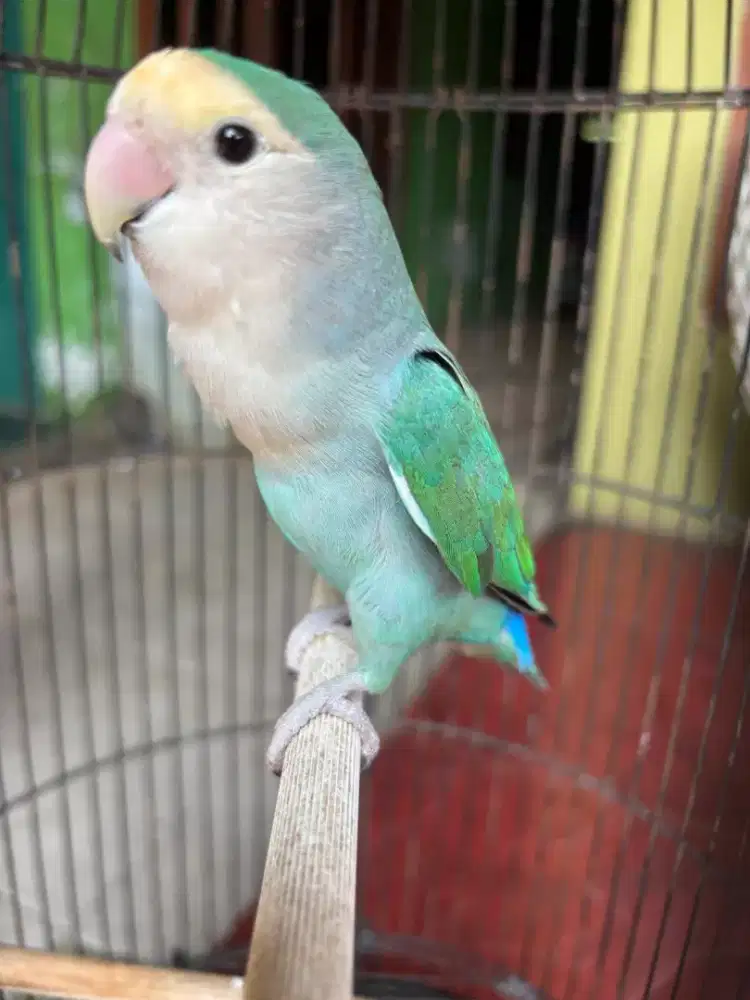 Love Bird NK plus Kandang