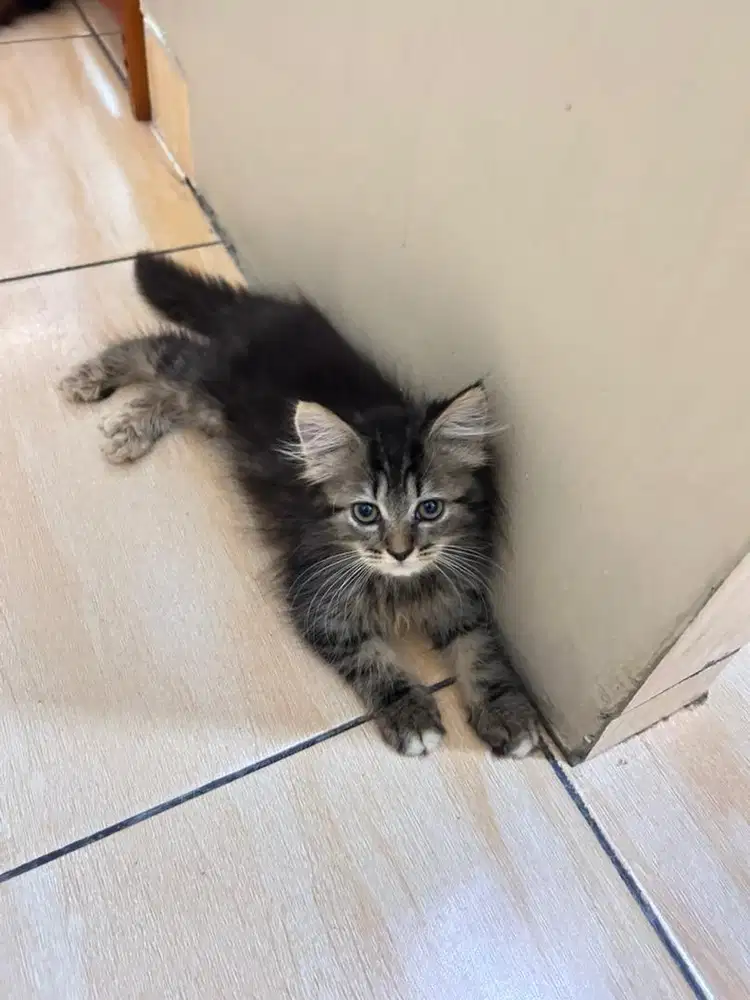 Kucing kitten persia
