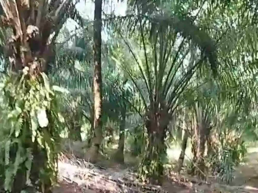 kebun sawit 10 hektar di sidomulyo