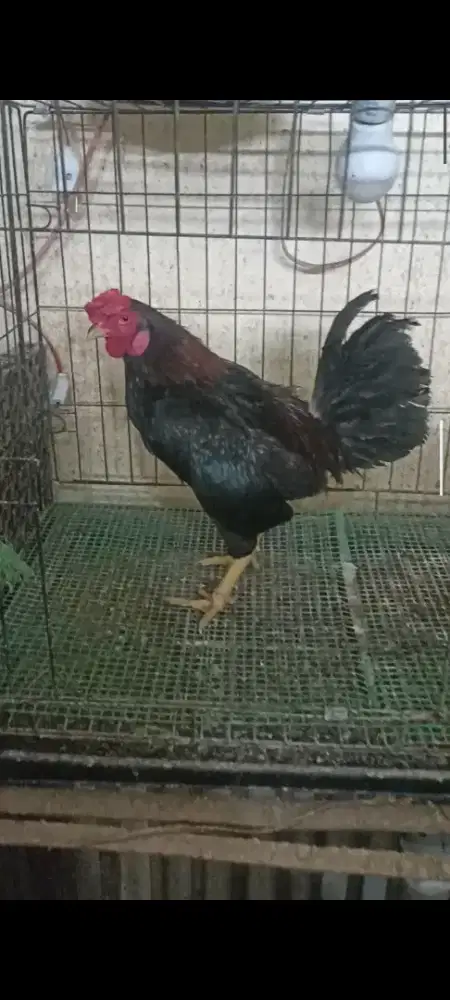 Ayam Kate X Ko Shamo Jantan
