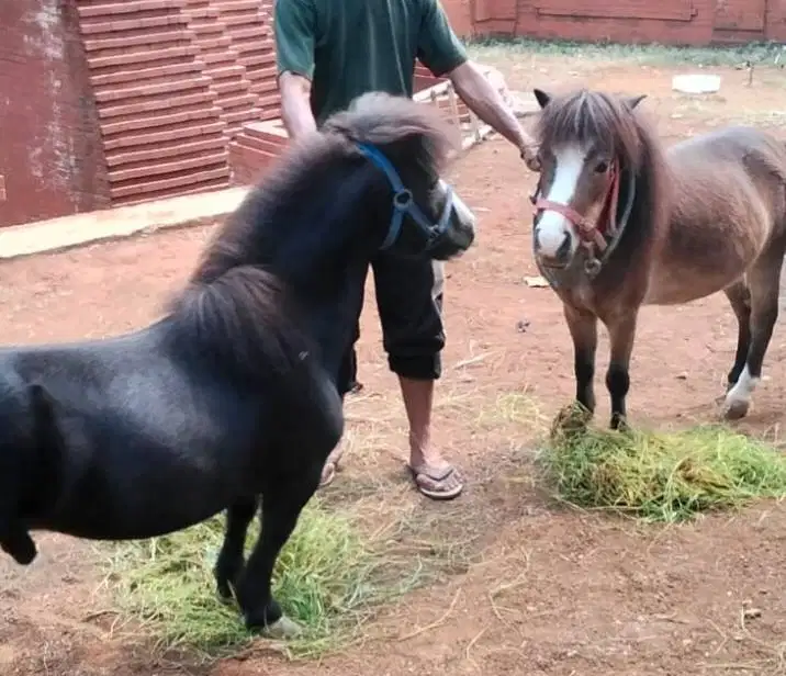 Dijual kuda poni sepasang berikut perempuannya sedang hamil nego
